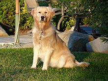 Maggie-Mae offspring of Janice and Buzz